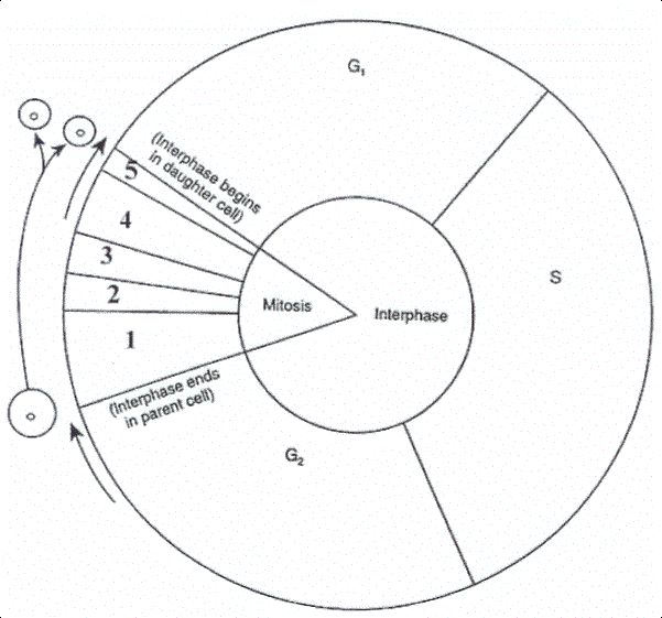 Cell Cycle Diagram Worksheet | Cell cycle, Biology worksheet ...