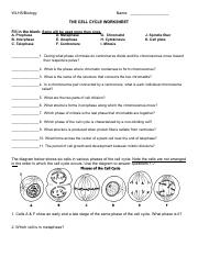 the cell cycle worksheet answers