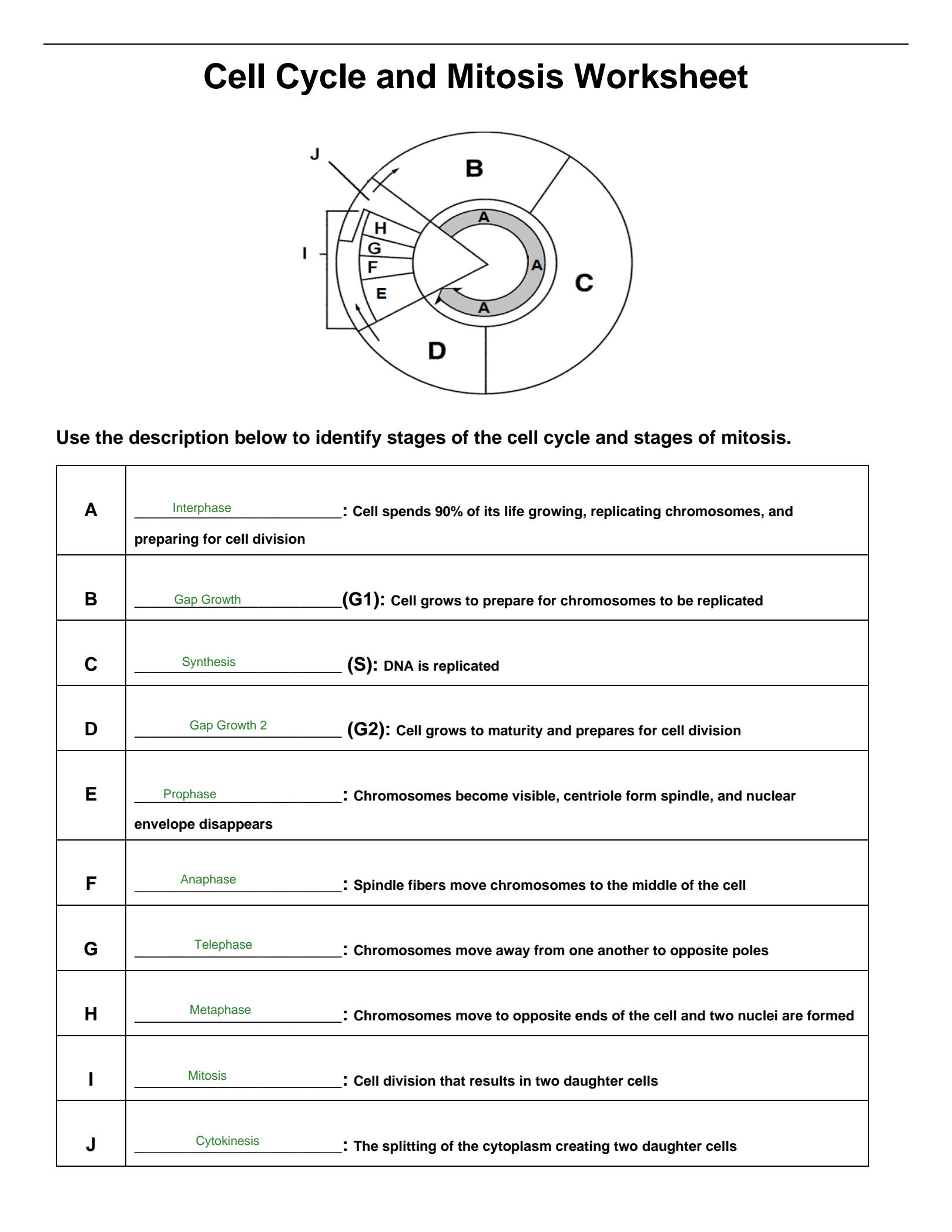the cell cycle worksheet answers
