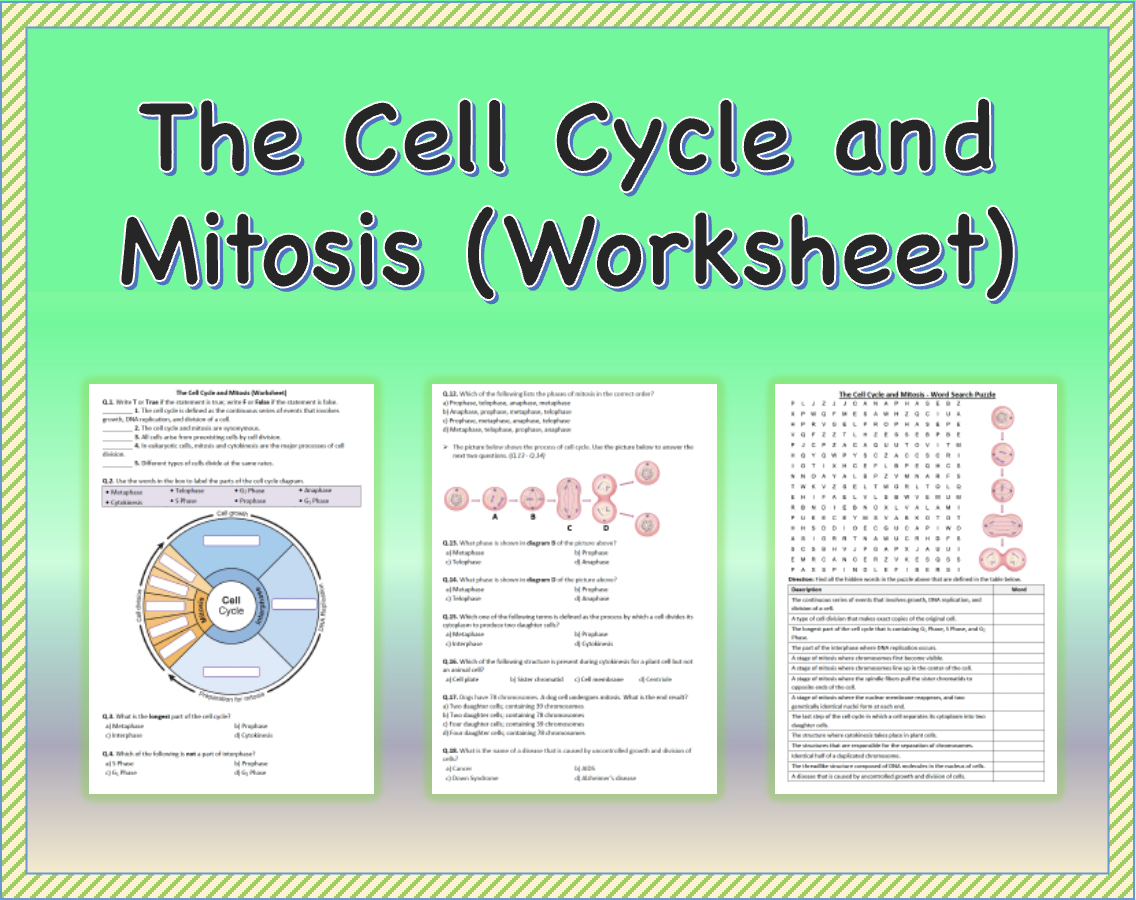 the cell cycle worksheet answers
