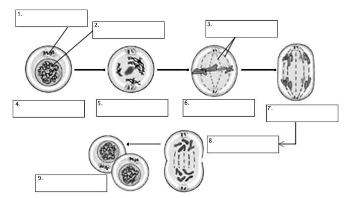 Cell Cycle (notes: 9.1)