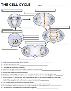 the cell cycle worksheet answers