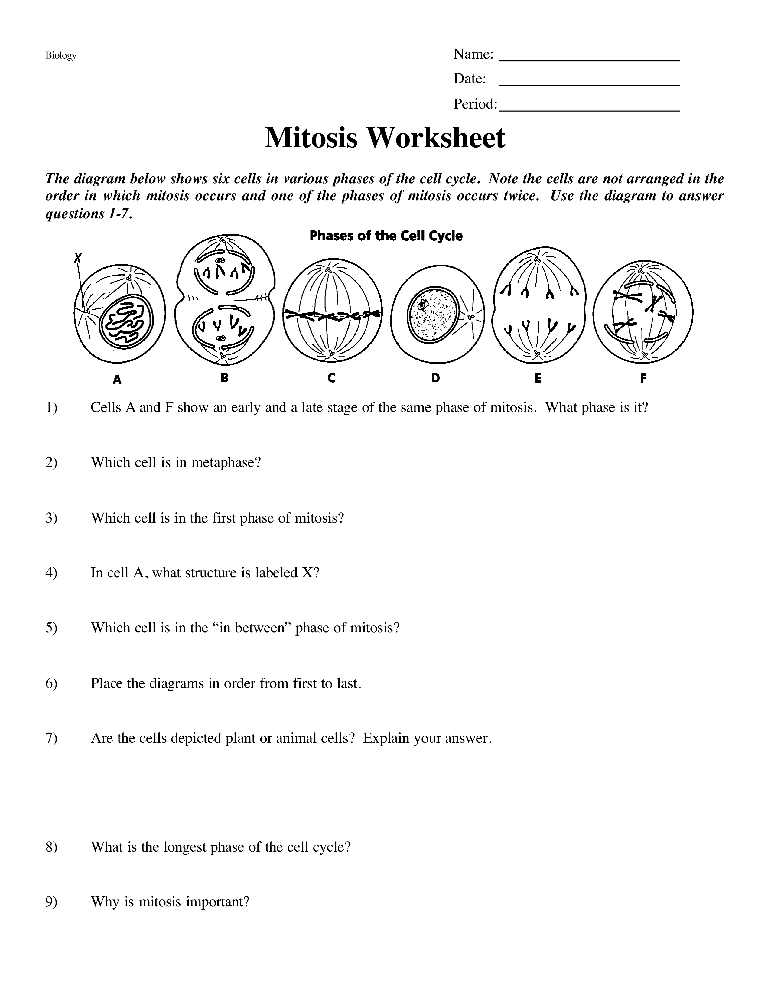 Mitosis Worksheet - Jacob Haddock | Library | Formative