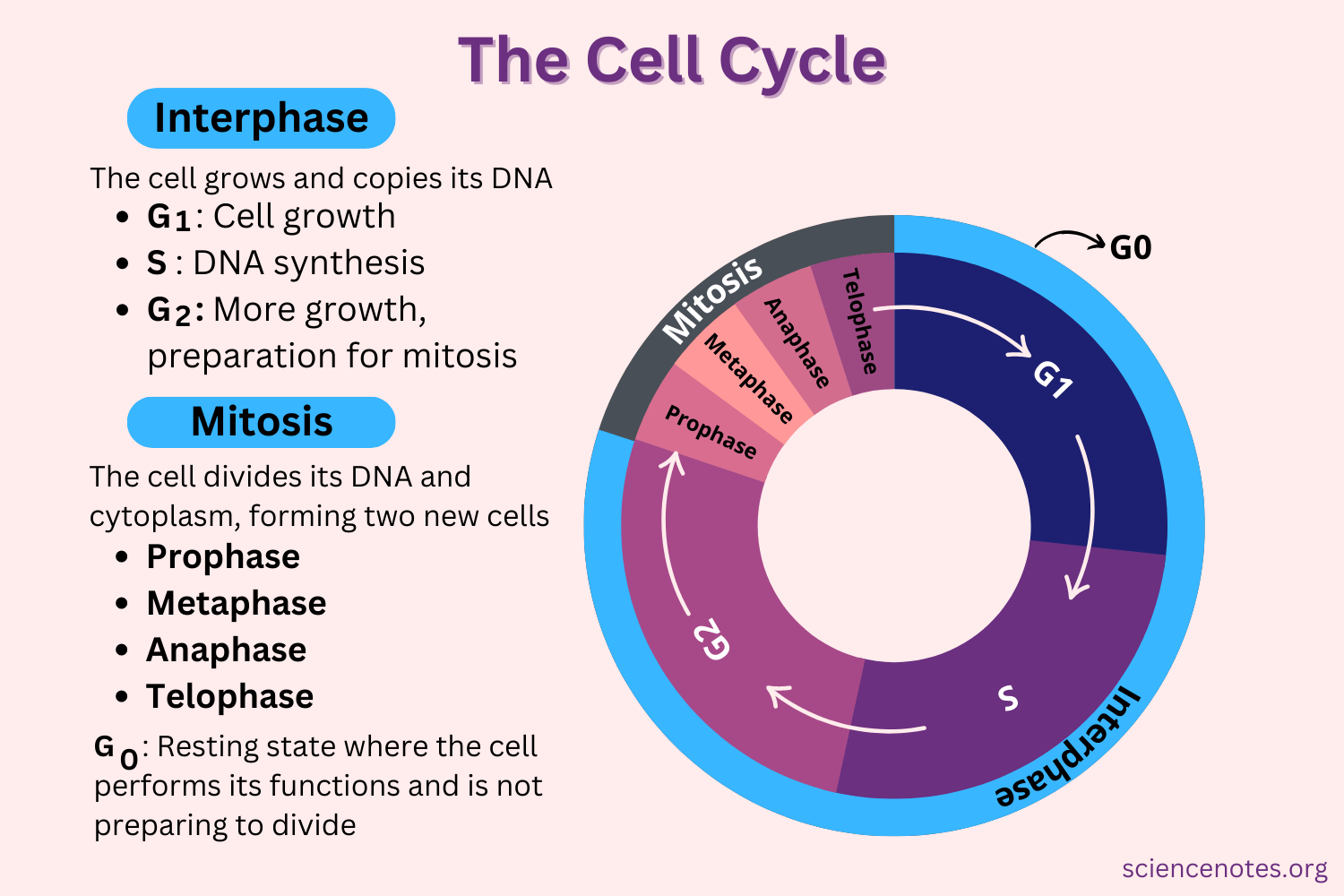 Cell Cycle Phases and Checkpoints