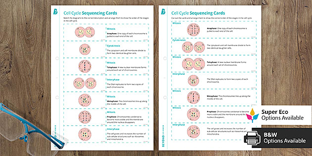Cell Cycle and Mitosis Worksheet | Beyond Resource - Twinkl