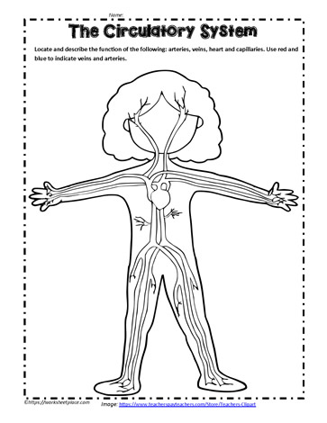 the circulatory system worksheet
