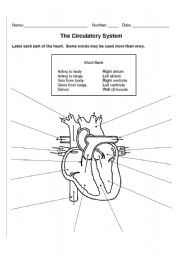 The Circulatory System - ESL worksheet by zeromeus