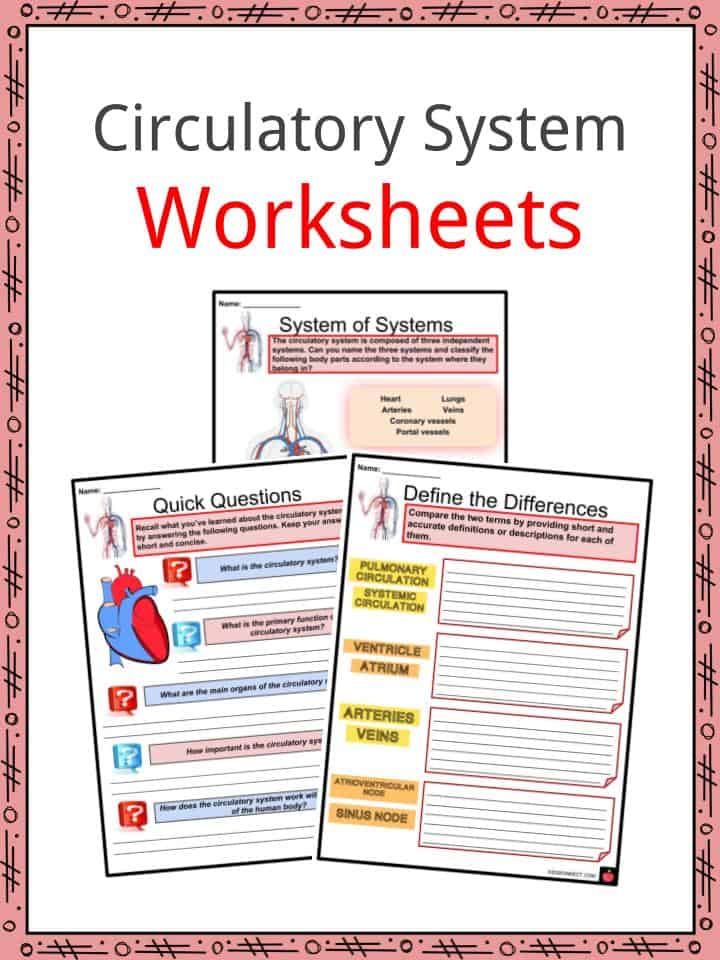 Circulatory System Facts &  Worksheets for Kids | Anatomy &  Functions