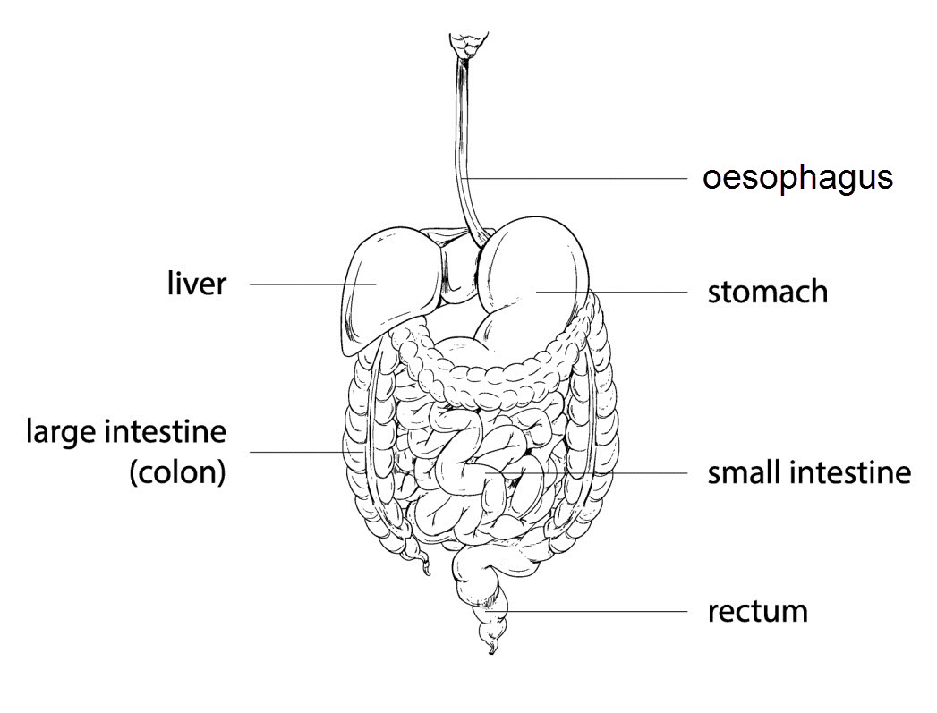 Understand the Digestive System Worksheet - EdPlace