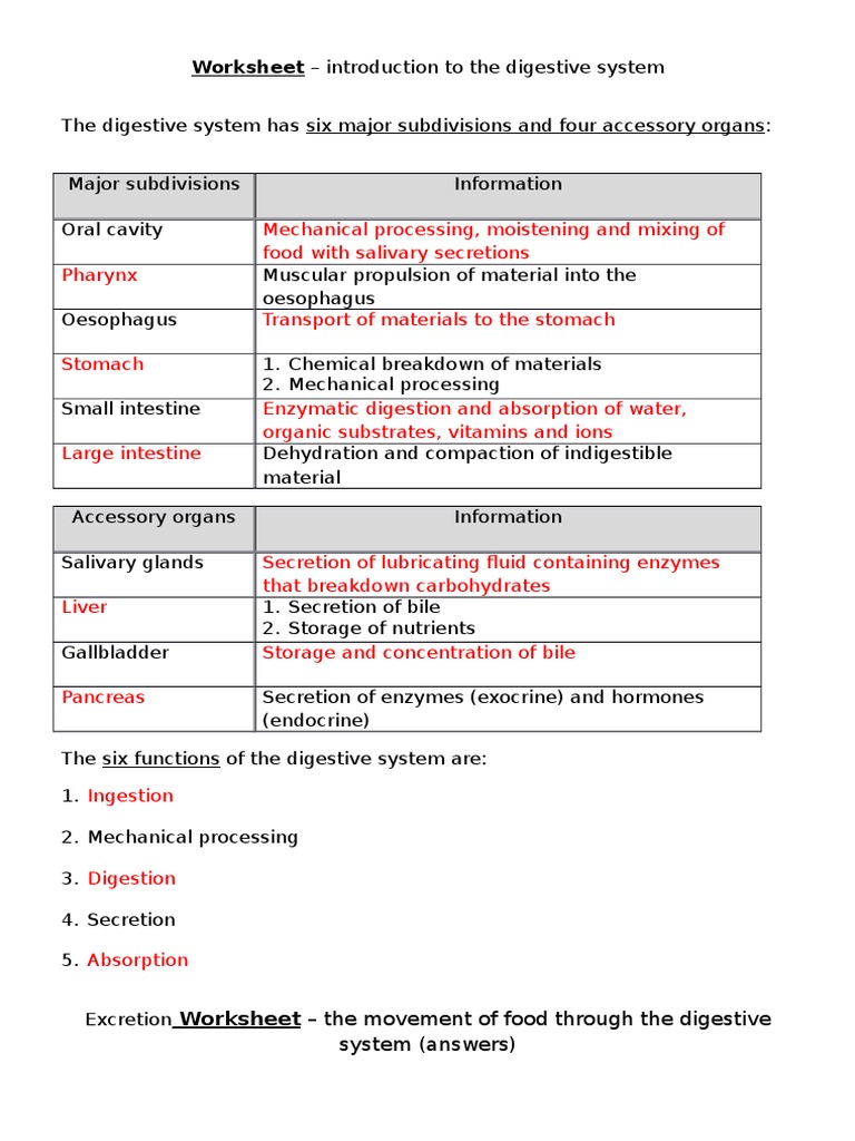 the digestive system worksheet answers