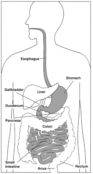 the digestive system worksheet answers