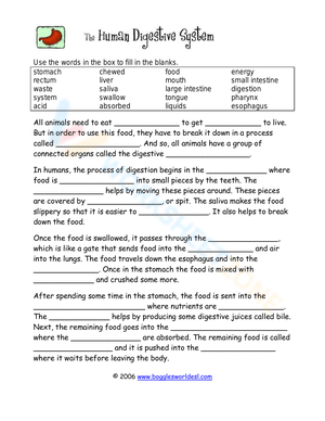 the digestive system worksheet answers