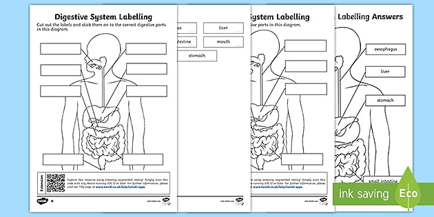 the digestive system worksheet answers