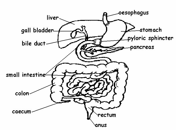 the digestive system worksheet answers