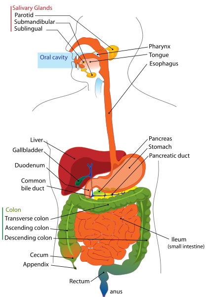 the digestive system worksheet answers