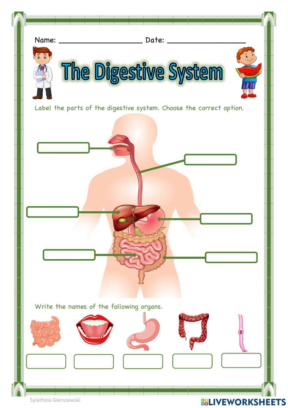 The Digestive System Science worksheet  