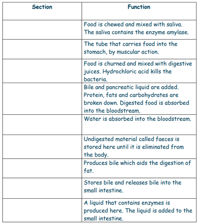 Digestive System - Scoilnet