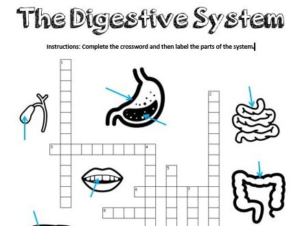 the digestive system worksheet