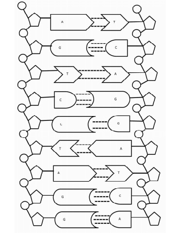 the double helix coloring worksheet
