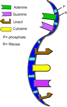 the double helix coloring worksheet