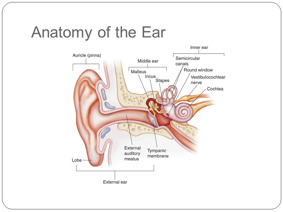 the ear hearing and balance worksheet