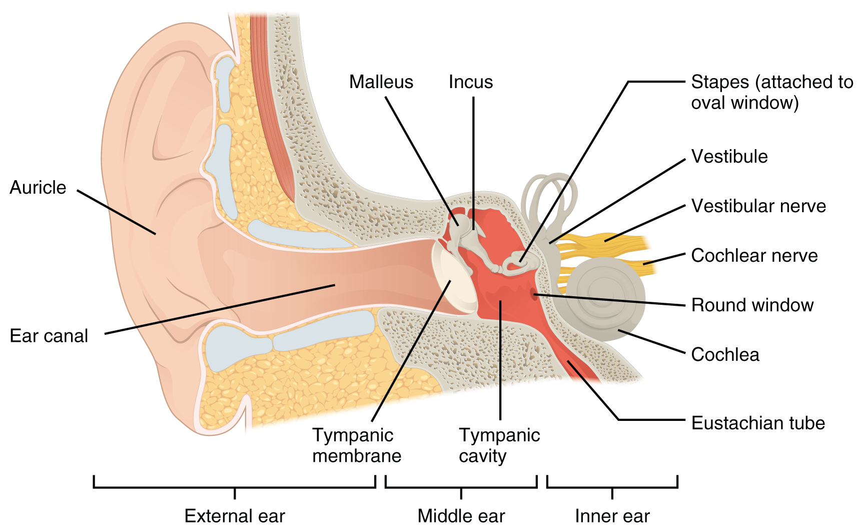 the ear hearing and balance worksheet