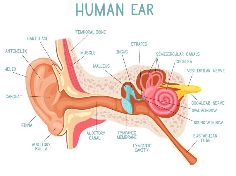 the ear hearing and balance worksheet