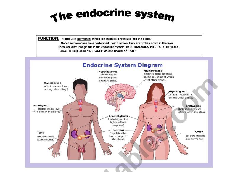 Endocrine system - ESL worksheet by Almuxx