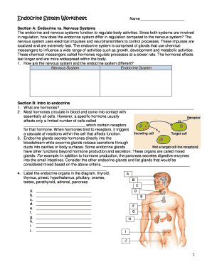 Endocrine System Worksheet Name Section A Endocrine Vs Nervous ...