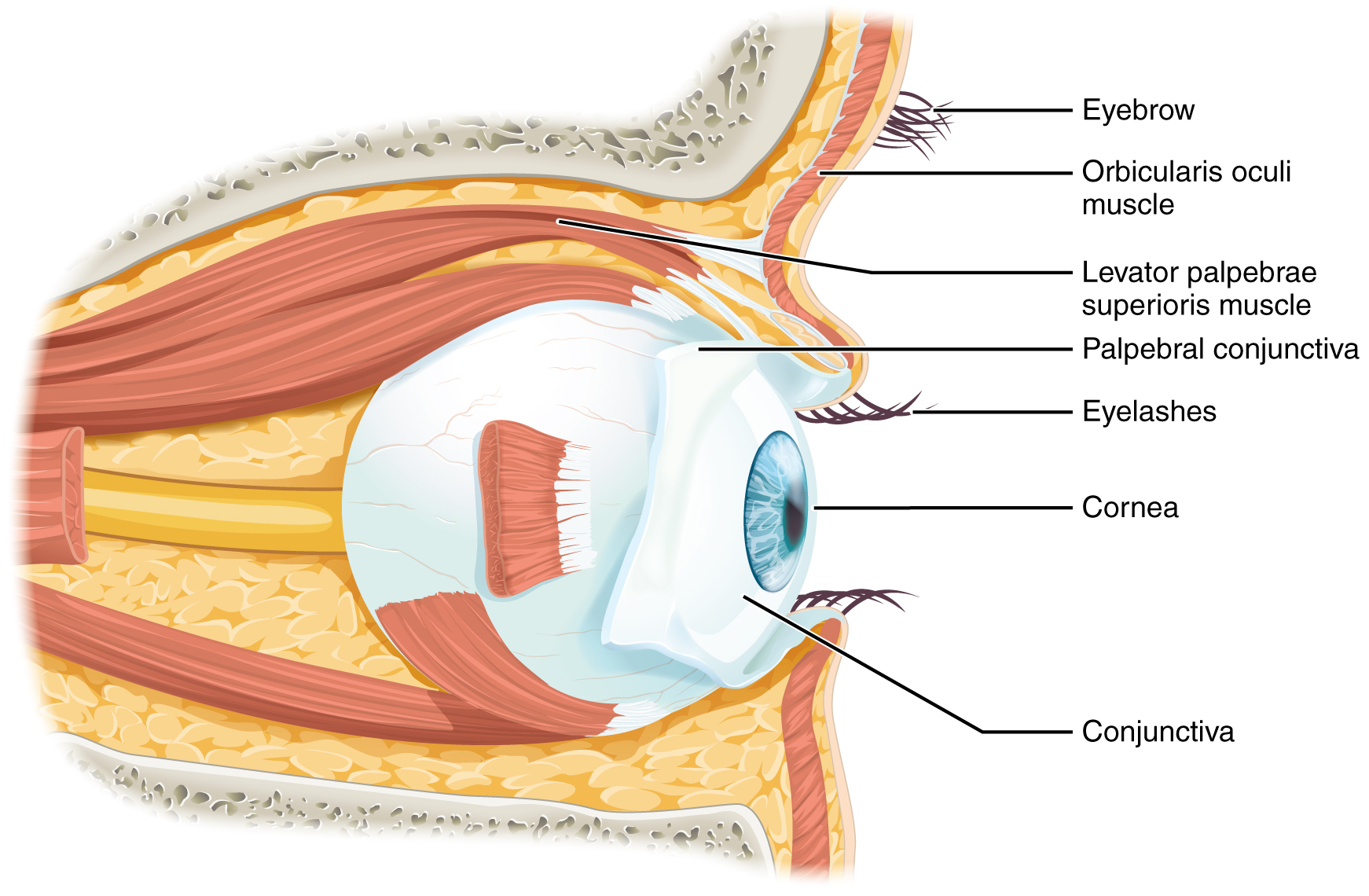 the eye and vision anatomy worksheet