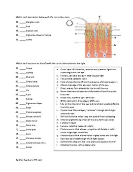 the eye and vision anatomy worksheet