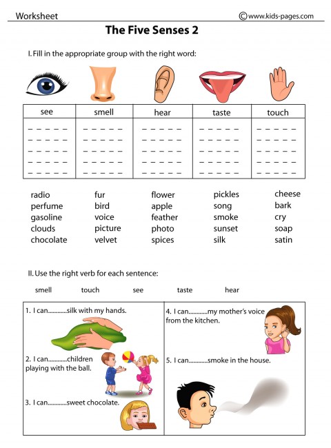 the five senses worksheet