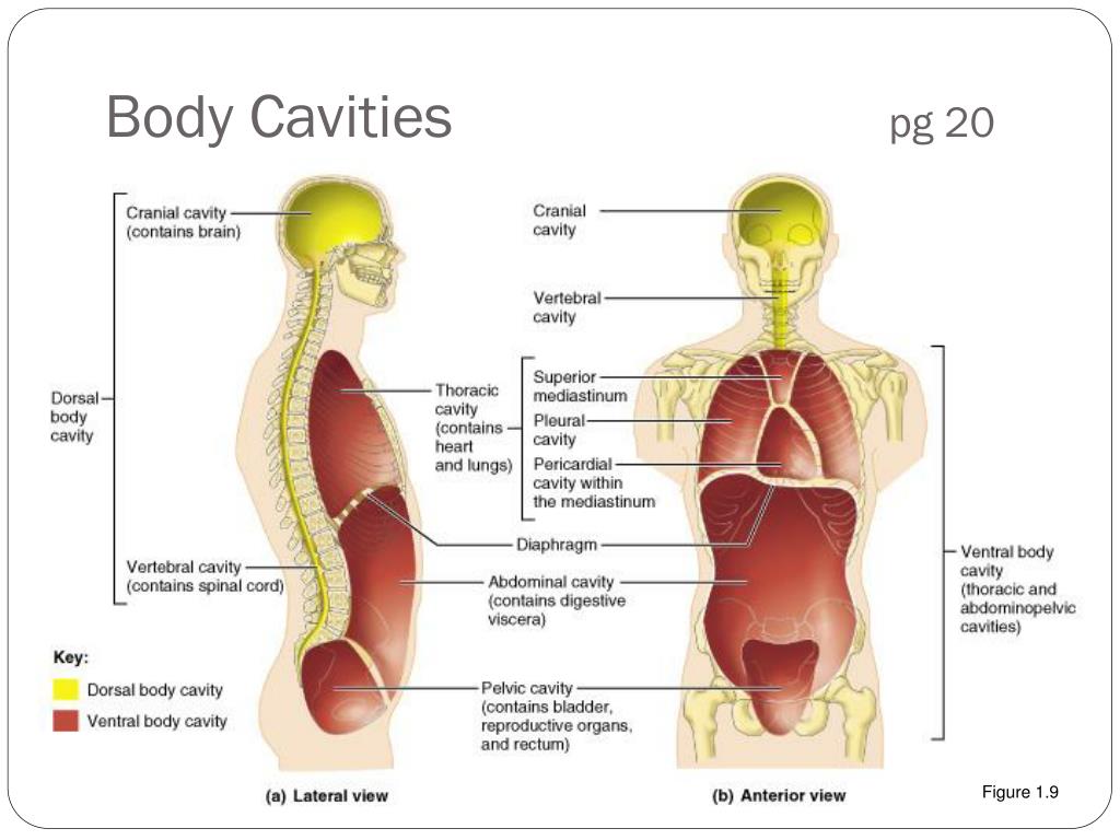 the human body an orientation worksheet answers