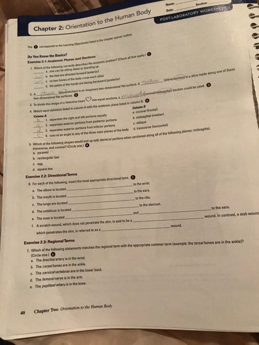 the human body an orientation worksheet answers
