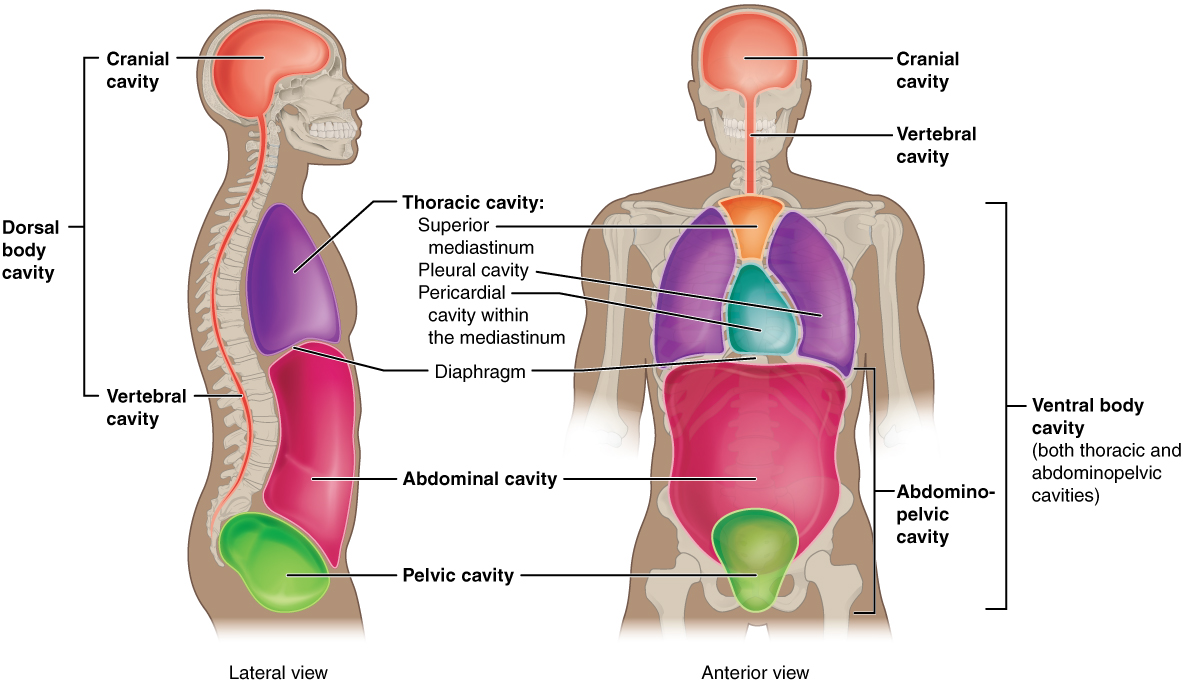 the human body an orientation worksheet answers