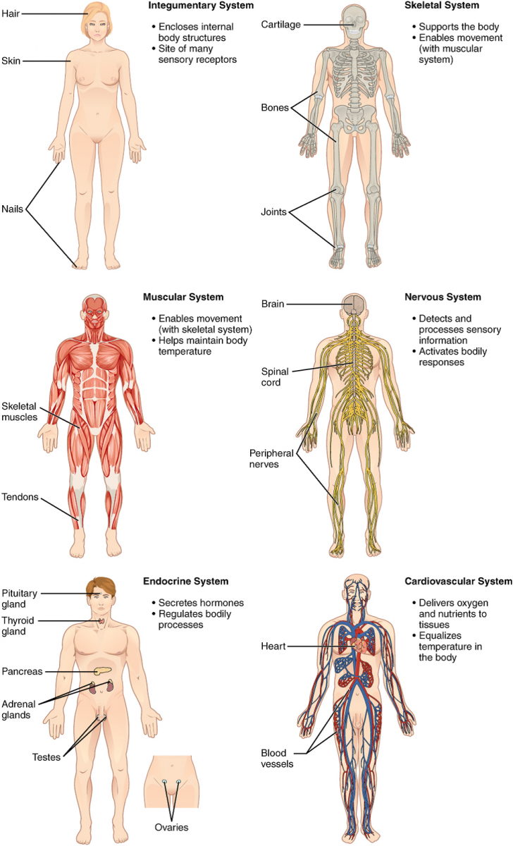 the human body an orientation worksheet answers