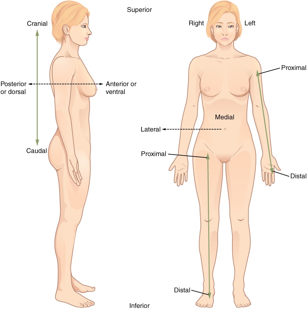 the human body an orientation worksheet answers