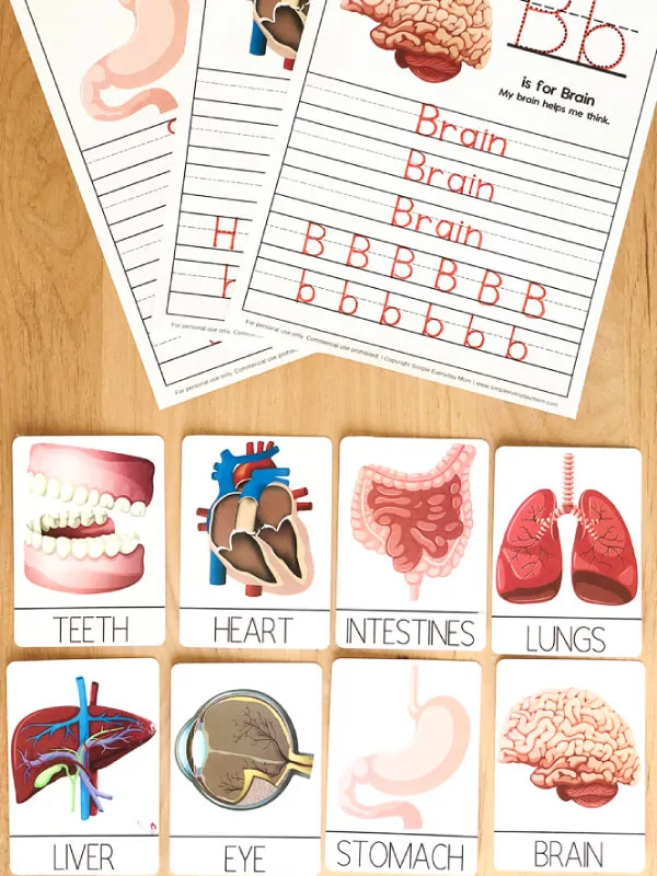 Human Body Worksheets For Kindergarten &  Up