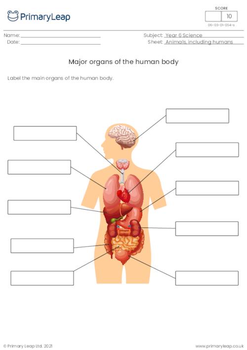 Science: Label the organs of the human body | Worksheet ...