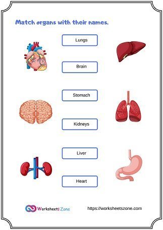 Organs of the Human Body Worksheets - worksheetszone