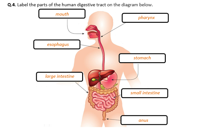 Human Digestive System - Worksheet | Printable and Distance ...