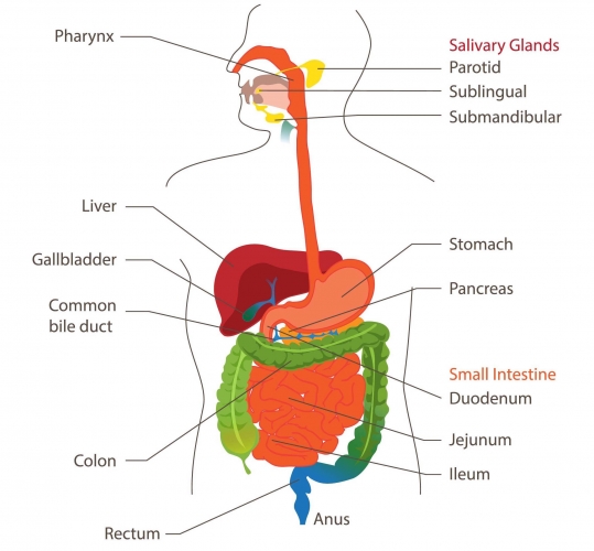 Discuss the Role of Bacteria in the Human Digestive System ...