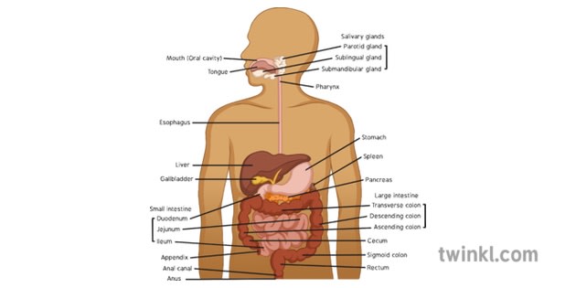 the human digestive system worksheet answer key
