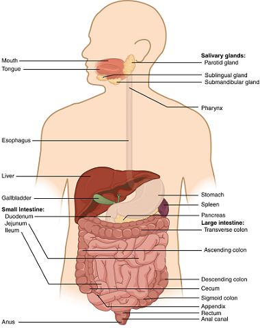 the human digestive system worksheet answers
