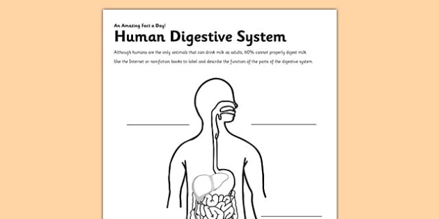the human digestive system worksheet answers