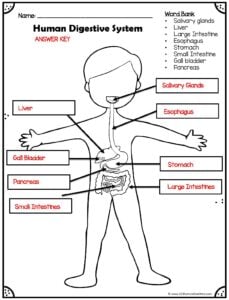 the human digestive system worksheet answers