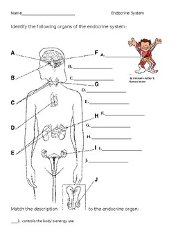 the human endocrine system worksheet