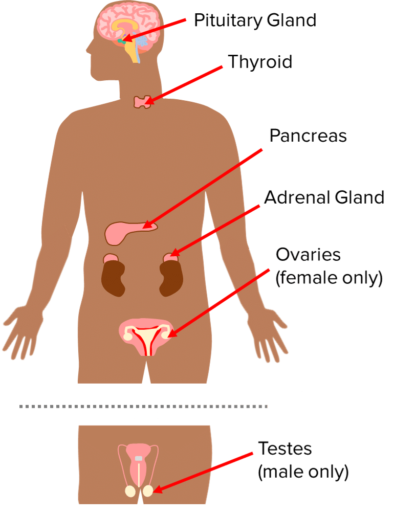 Endocrine System Questions and Revision | MME
