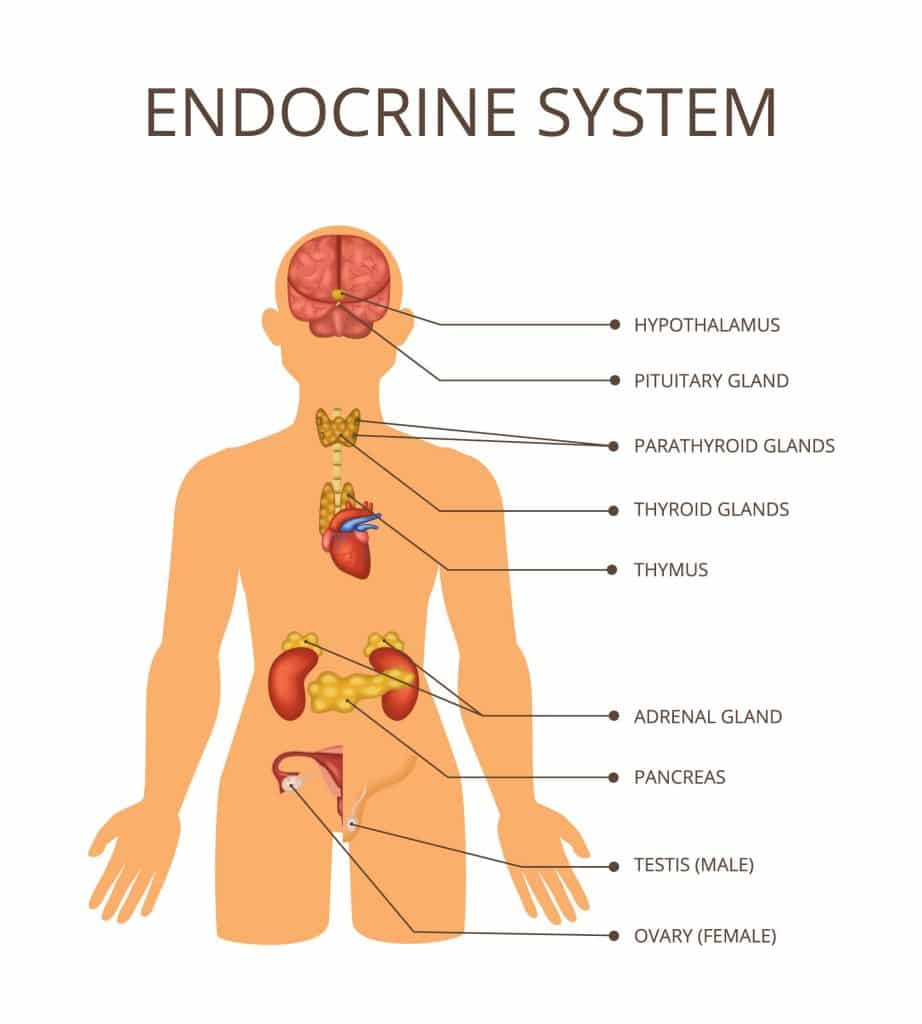 the human endocrine system worksheet