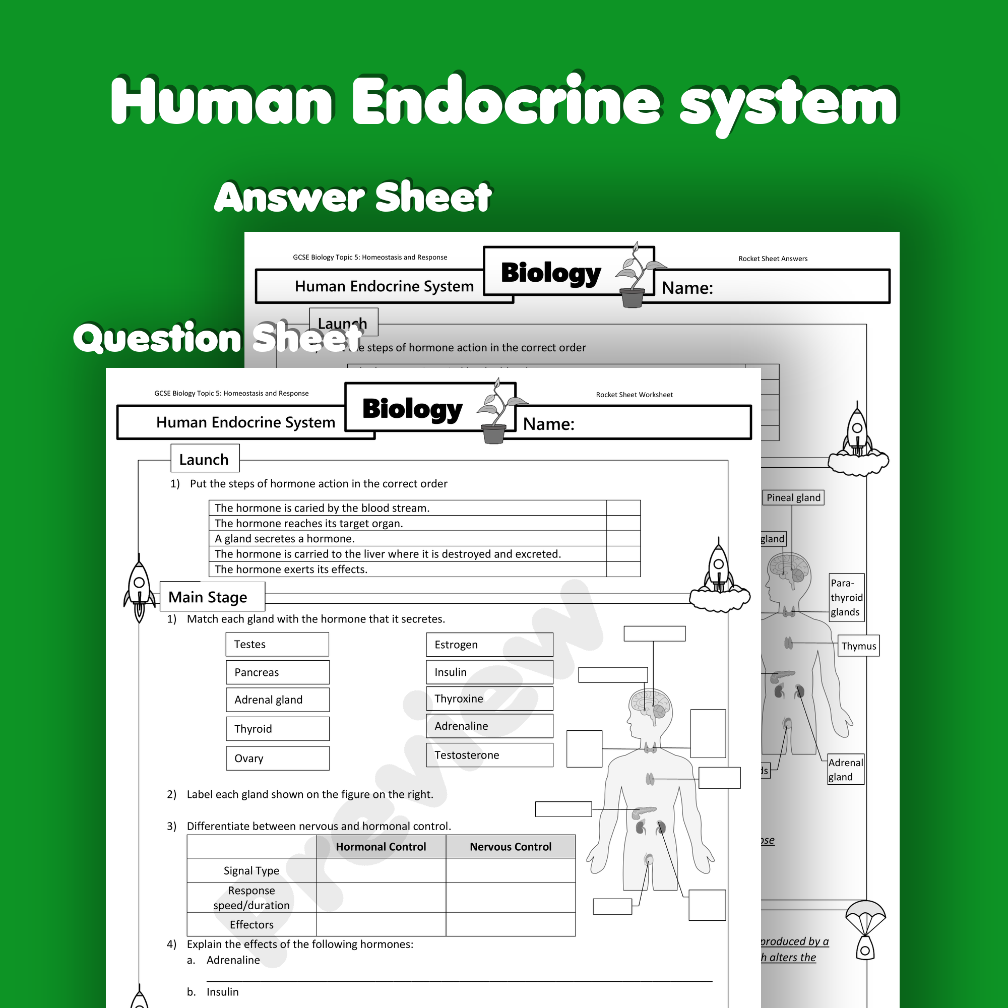 Human Endocrine System Home Learning Worksheet GCSE